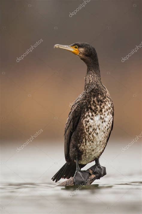 Gran Cormorán Phalacrocorax carbo sentado en una percha justo por