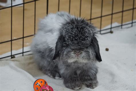 American Fuzzy Lop Rabbit Comprehensive Guide Everbreed