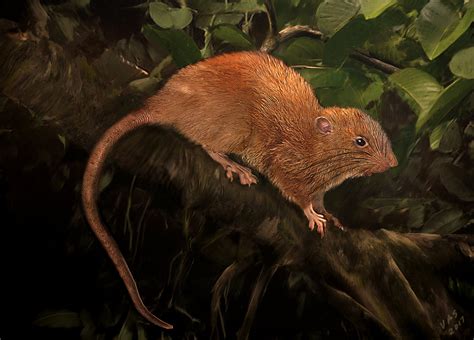 Giant tree-dwelling rat species found in Solomon Islands - The Japan Times