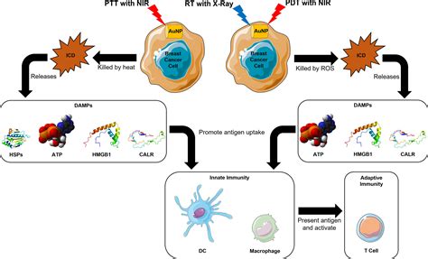 Frontiers Harnessing The Immunogenic Potential Of Gold Nanoparticle Based Platforms As A