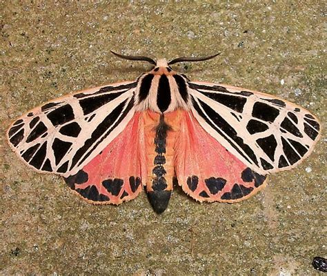 parthenice tiger moth hodges apantesis parthenice bugguidenet