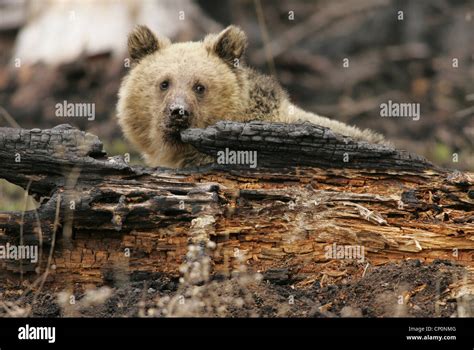 Grizzly Bear in Yellowstone National Park Stock Photo - Alamy