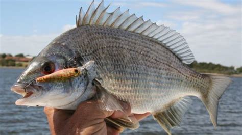 Bream - Fishing Cairns