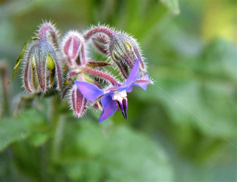 Grow Borage in Your Fall Garden - Hobby Farms