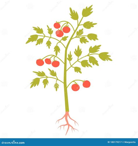 Tomato Plant Vector Illustration | CartoonDealer.com #57104250