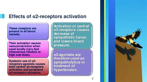 Effects of sympathomimetic drugs on the cardiovascular system