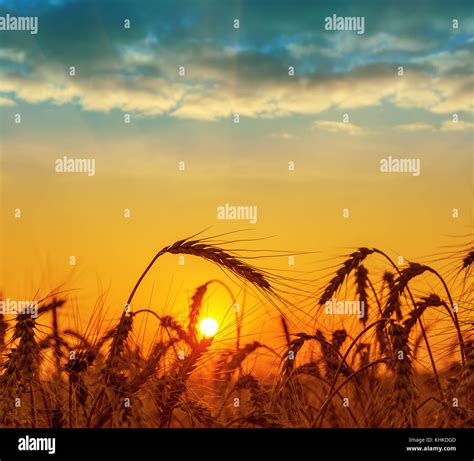 field with harvest at sunset Stock Photo - Alamy