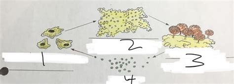 Slime Mold Life Cycle Flashcards Quizlet