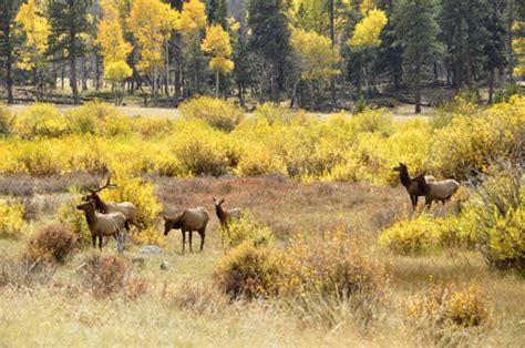 The Two Rv Gypsies Saw Wildlife At Rocky Mountain National Park