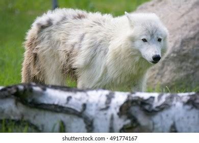 Arctic Wolf Canis Lupus Tundrarum Portraits Stock Photo