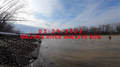 Maumee River Walleye Run 03 29 2022 YouTube