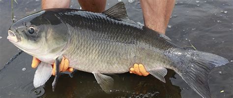 Minnesota 112 Year Old Bigmouth Buffalo Oldest Age Validated Freshwater