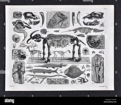 1849 Bilder Atlas Print Prehistoric Fossils From The Cenozoic