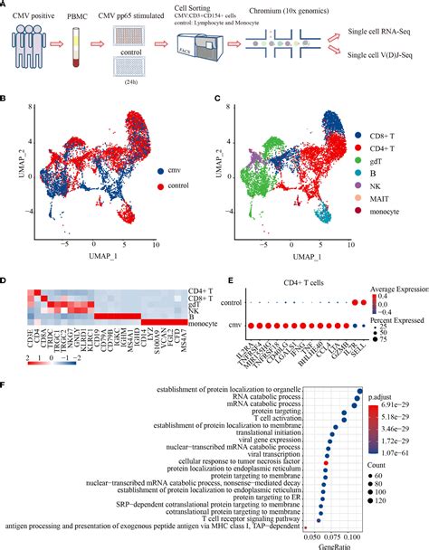 Frontiers Dissecting The Landscape Of Activated CMV Stimulated CD4 T