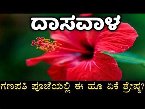 Importance Of Hibiscus Flower In