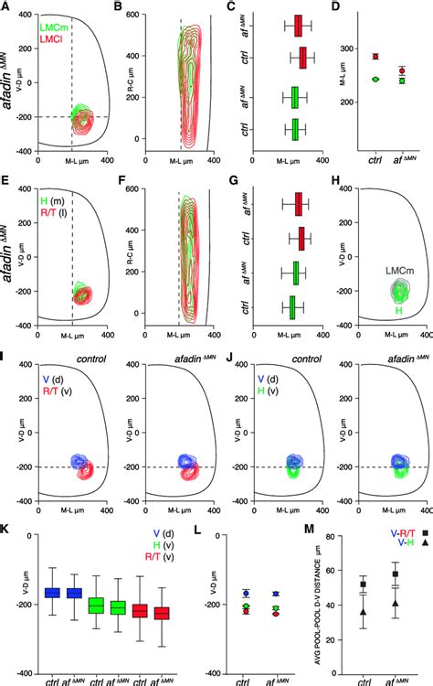 Motor Pool Positioning Defects In Afadin Mutants A And B Transverse