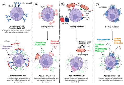 Cells Free Full Text Emerging Role Of The Mast Cellmicrobiota