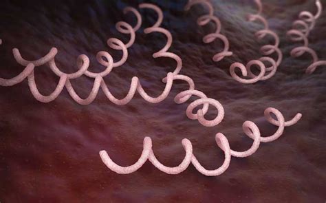 Syphilis Bacteria