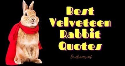 30 Best Velveteen Rabbit Quotes | Real Love Velveteen Rabbit Quotes