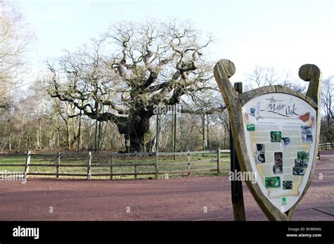 The Major Oak, Sherwood Forest in winter Stock Photo - Alamy