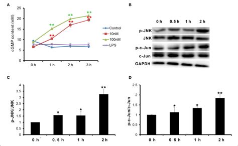 Cnp Activated Npr B C Jun N Terminal Kinase Jnk C Jun Signaling