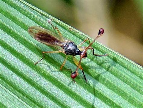 Stalk Eyed Fly From Kenya