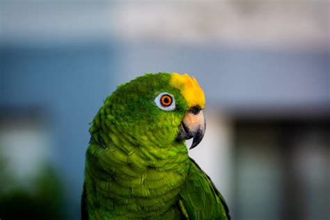 200 Lora Nuca Amarilla Fotografías De Stock Fotos E Imágenes Libres