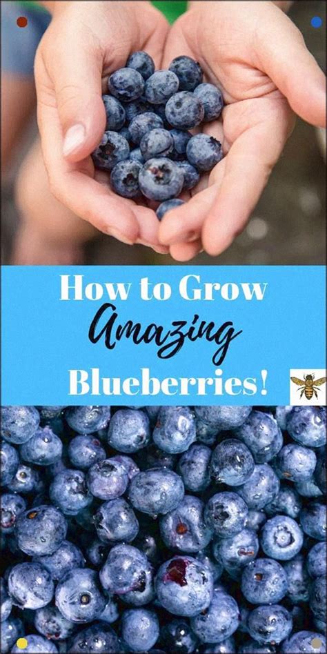 Having Your Own Blueberry Patch Is A Wonderful Way To Insure Fresh