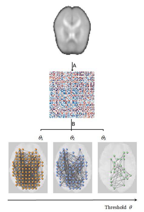 Stages Of Creation Of The Functional Brain Network A Based On A