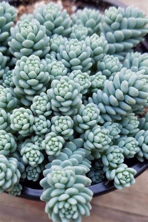 Buy Blue Tears Sedum Dasyphyllum Major Free Shipping Wilson Bros