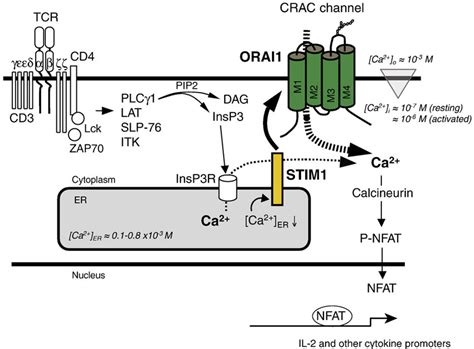 Store Operated Ca 2 Entry SOCE In T Cells T Cell Receptor TCR