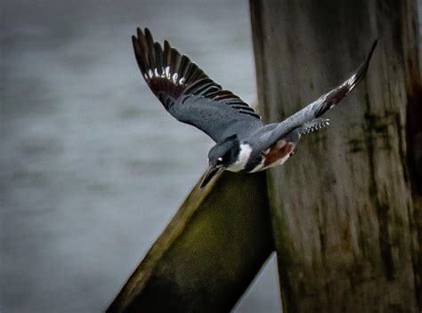 Belted Kingfisher flying dive Photograph by Hershey Art Images