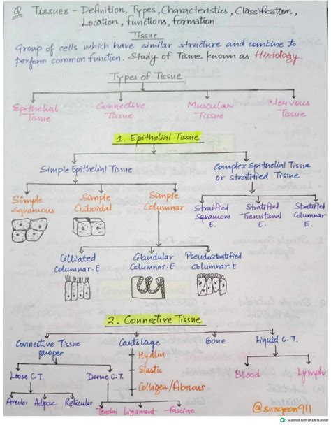 SOLUTION: Tissues : Overview of Tissues, its Types and Functions Notes ...