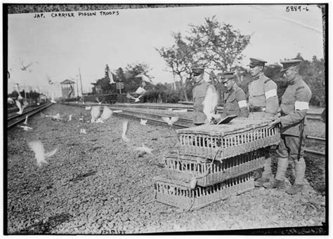 5. Decorated War Pigeons - Flickr Foundation