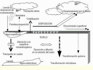 Quimica Plaguicidas PPT