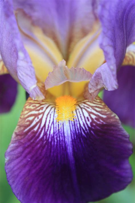 yellow + purple bearded iris by destinydai on DeviantArt