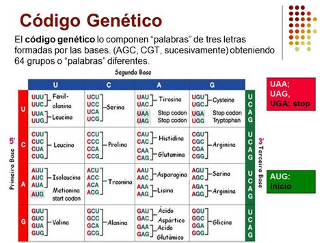 Codigo Genetico Y Sintesis De Proteinas Pdf