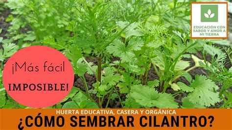 CÓmo Sembrar Cilantro MÁs FÁcil Imposible Youtube