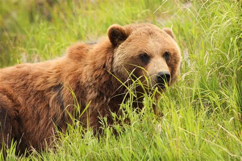 Grizzly Bear Endangered Species Coalition