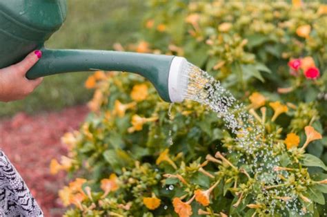 ¿cuál Es La Mejor Hora Del Día Para Regar Las Plantas Los Mejores Consejos