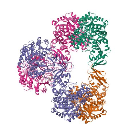 Rcsb Pdb Wte Cryo Em Structure Of Human Pyruvate Carboxylase With