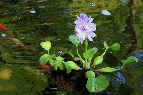 Water Hyacinth Float Painting By Hanne Lore Koehler Pixels