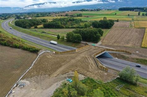 Pour la faune l Autoroute blanche n est plus une barrière