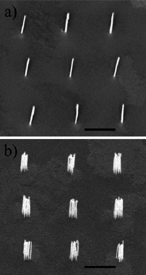 Tilted View Sem Micrograph From Localized Single A And Bunches Of