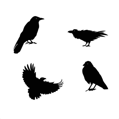 set of raven silhouette. black bird vector illustration. 10504470 ...