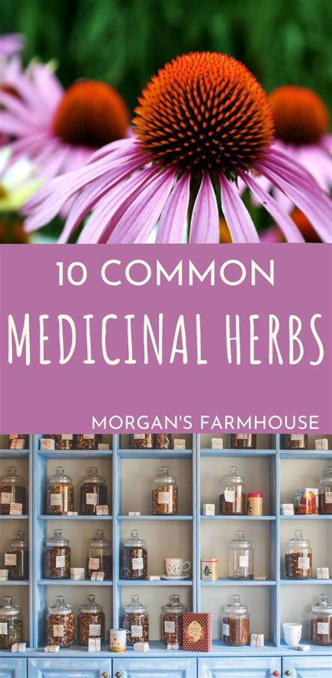 10 common medicinal herbs – Artofit