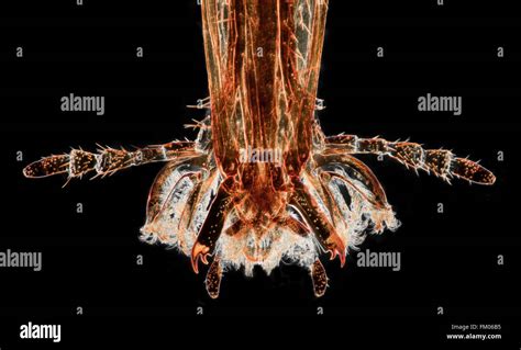 Microscope micrograph feeding scorpion fly mouthparts hi-res stock ...