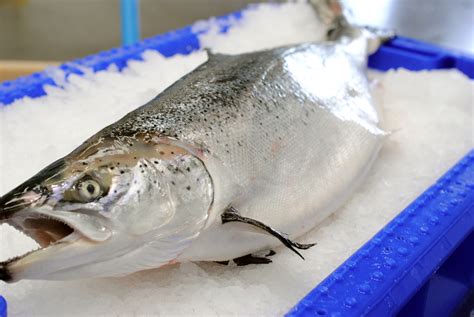 fresh-farmed-salmon - Marrfish - Wholesale Fish & Seafood Delivery