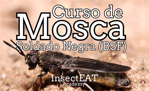 Curso Método de Cría y Reproducción de la Mosca Soldado Negra BSF