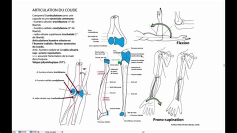 Articulation Du Coude Youtube